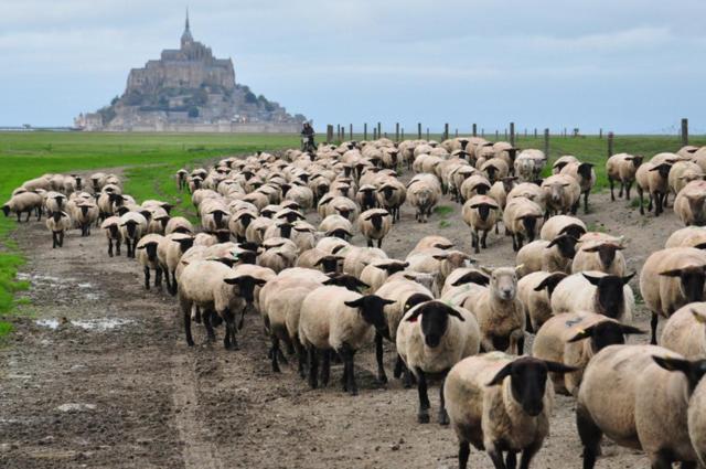 La Rive - Le Mont Saint Michel